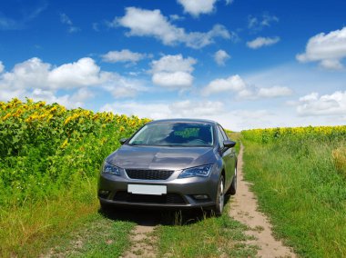 Ayçiçeği tarlası araba