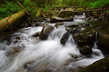 Dağ nehri yeşil ormandan akıyor. Ormanda akarsu.