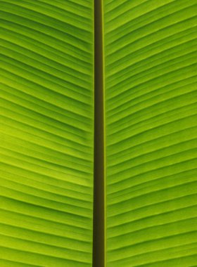 Yeşil yaprak dokusunu kapat