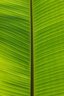 Yeşil yaprak dokusunu kapat