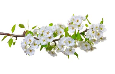 Beyaz izole çiçekleri ile şube