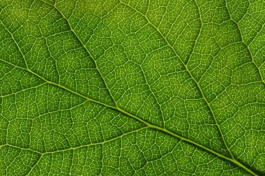 Yeşil yapraklar arka plan. Yaprak dokusu