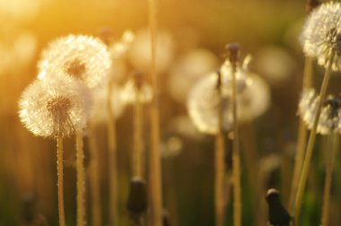 Karahindiba tarlada güneşte