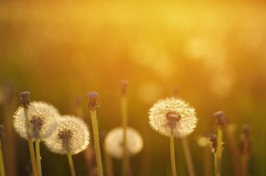 Karahindiba tarlada güneşte