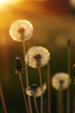 Karahindiba tarlada güneşte