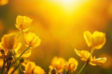 Bahar çiçekleri ve güneş ışığı tarlası