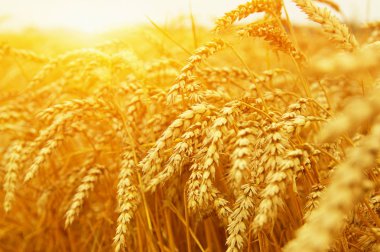 Buğday portre. Buğday alan tarih Pzr. Hasat ve gıda kavramı