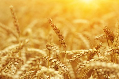 Buğday portre. Buğday alan tarih Pzr. Hasat ve gıda kavramı