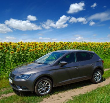 Ayçiçeği tarlası araba