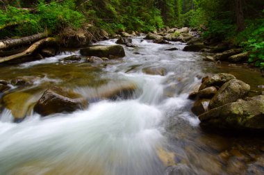 Dağ nehri yeşil ormandan akıyor. Ormanda akarsu.