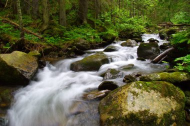Dağ nehri yeşil ormandan akıyor. Ormanda akarsu.
