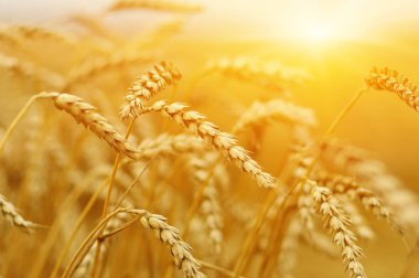 Buğday portre. Buğday alan tarih Pzr. Kulakları buğday olgunlaşma, arka plan.