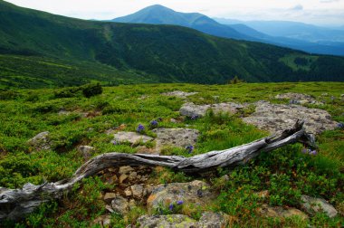 Yazın dağ manzarası