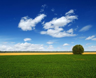 yeşil çimen ve ağaç