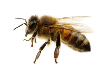 Arı beyazı izole etti.