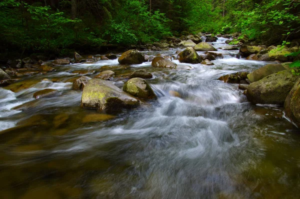 Гірська Річка Тече Через Зелений Ліс Потік Лісі — стокове фото