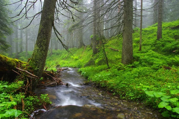 Ручей Лесу Деревья Тумане — стоковое фото
