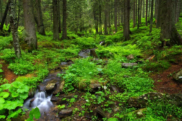 Rivière Montagne Qui Coule Travers Forêt Verte Flux Dans Bois — Photo