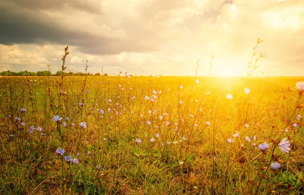 Field Wheat Sun — Stock Photo, Image