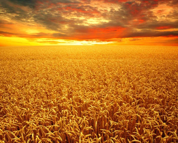 Field Wheat Sun — Stock Photo, Image