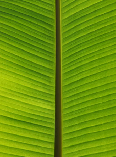 Yeşil yaprak dokusunu kapat