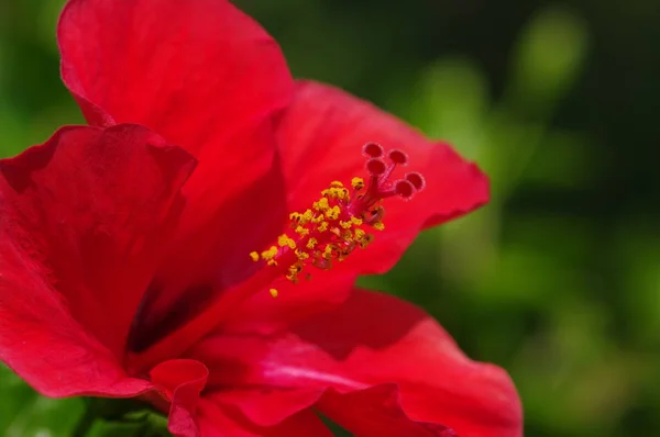 Yeşil Arkaplanda Çiçek — Stok fotoğraf