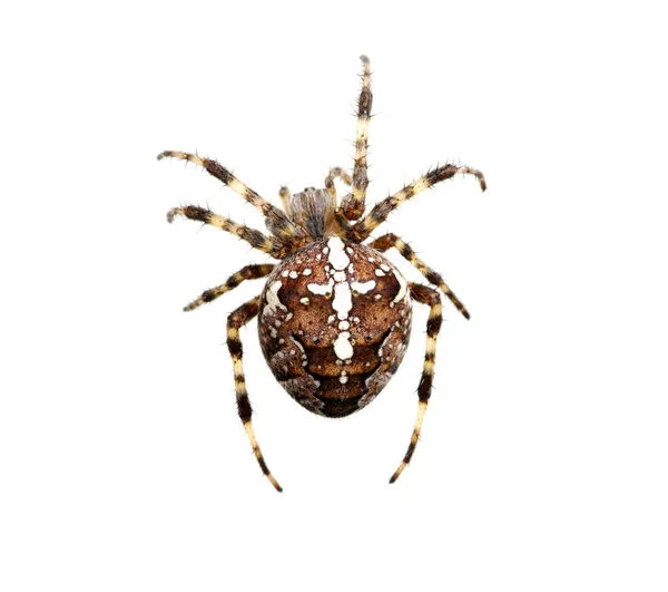 Araña Aislada Blanco — Foto de Stock