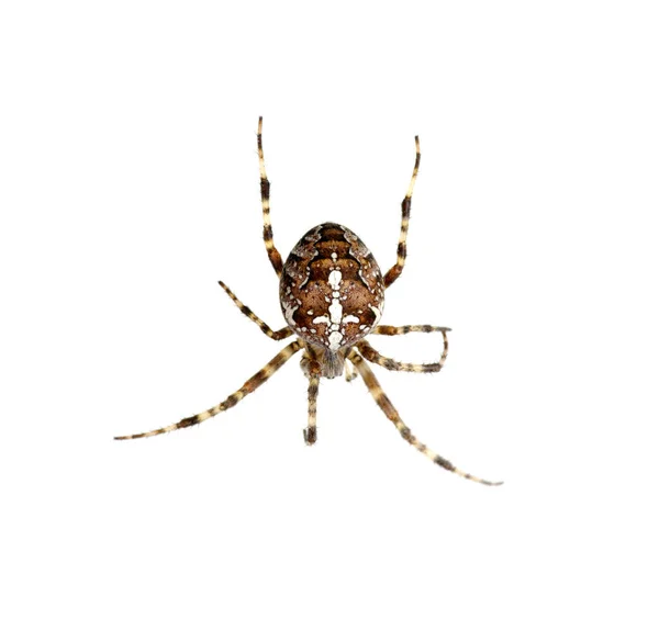 孤立在白色的蜘蛛 — 图库照片
