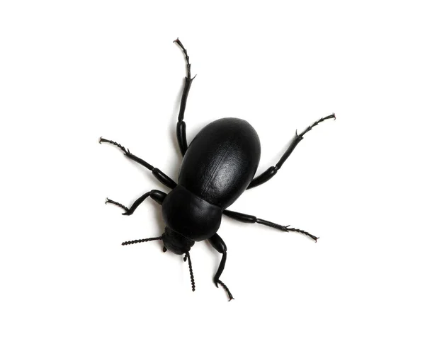 Escarabajo Negro Aislado Blanco — Foto de Stock