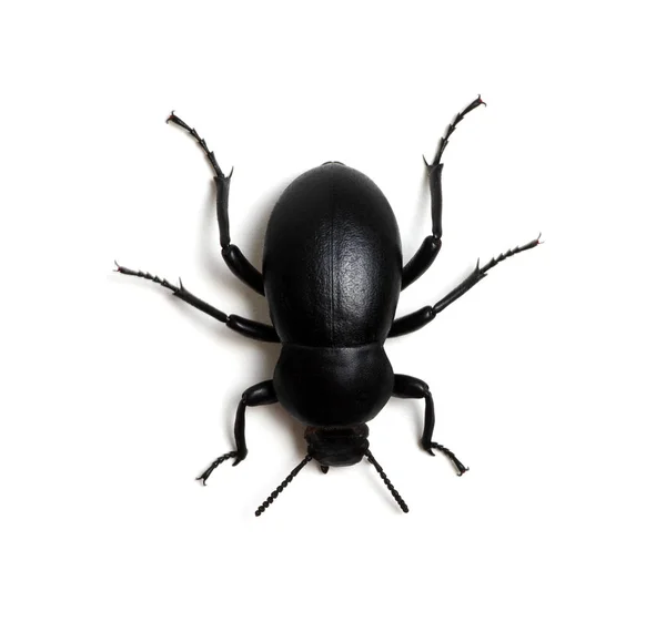 Escarabajo Negro Aislado Blanco —  Fotos de Stock