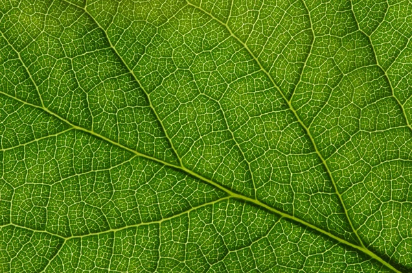 Feuilles Vertes Fond Texture Des Feuilles — Photo