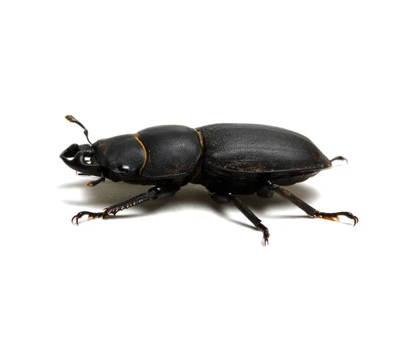 Scarabeo Nero Isolato Bianco — Foto Stock