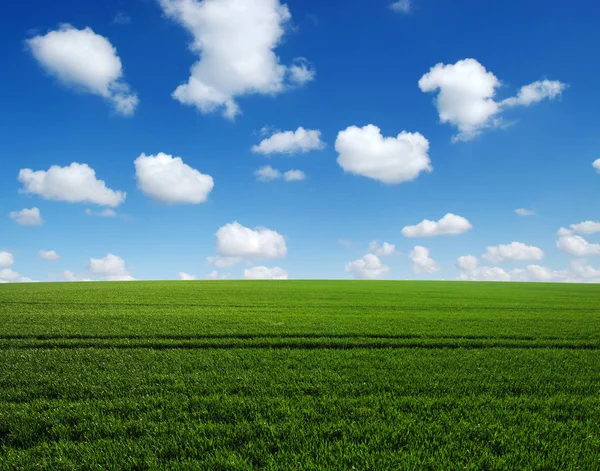 Campo Verde Cielo Azul —  Fotos de Stock