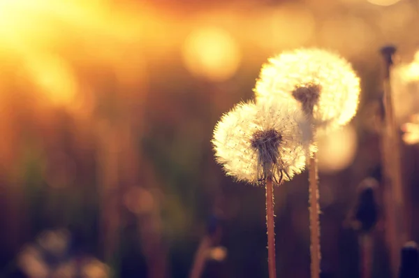 Denti Leone Sole Sul Campo — Foto Stock