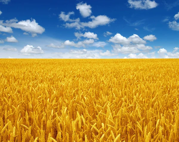 Campo Trigo Céu Com Nuvens Brancas — Fotografia de Stock