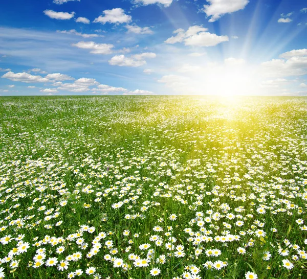 Margeritenfeld Blauer Himmel Und Sonne — Stockfoto