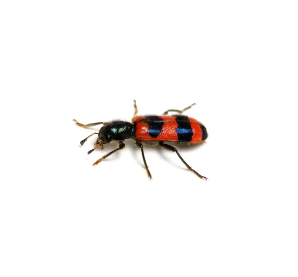 白い背景に赤い甲虫 — ストック写真