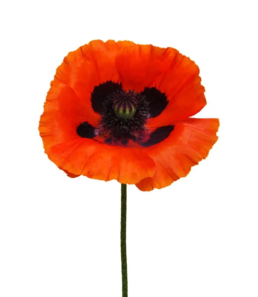 One Red Poppy Isolated White Background — Stock Photo, Image
