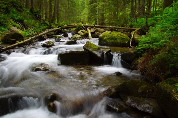 Mountain River Flowing Green Forest Stream Wood — Stock Photo, Image
