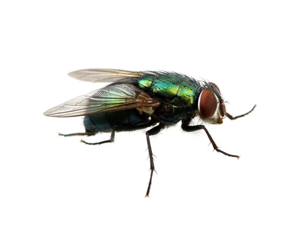 Mosca Verde Isolada Branco — Fotografia de Stock