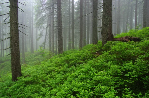 Árvores Floresta Nevoeiro — Fotografia de Stock