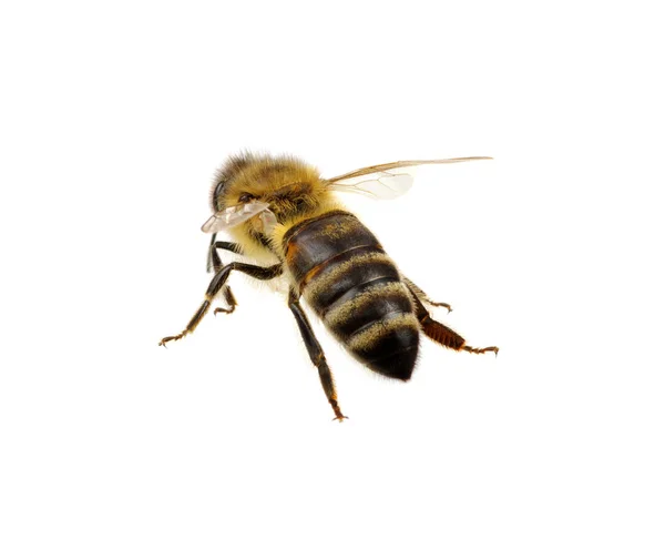 Bee Isolerad Den Vita — Stockfoto