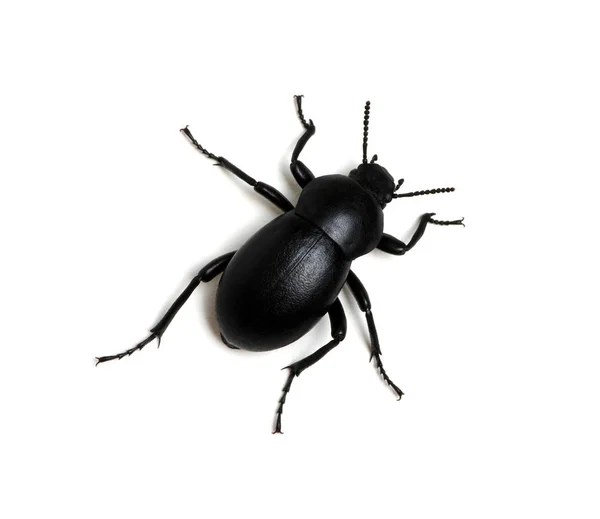 Black Beetle Isolated White — Stock Photo, Image