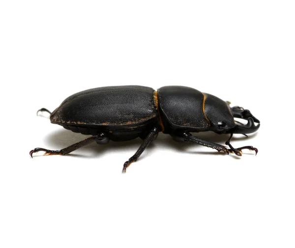 Black Beetle Isolated White — Stock Photo, Image