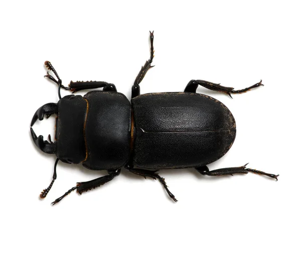 在白色上隔离的黑色甲虫 — 图库照片