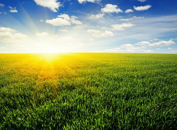 Grüne Wiese Blauer Himmel Und Sonne — Stockfoto