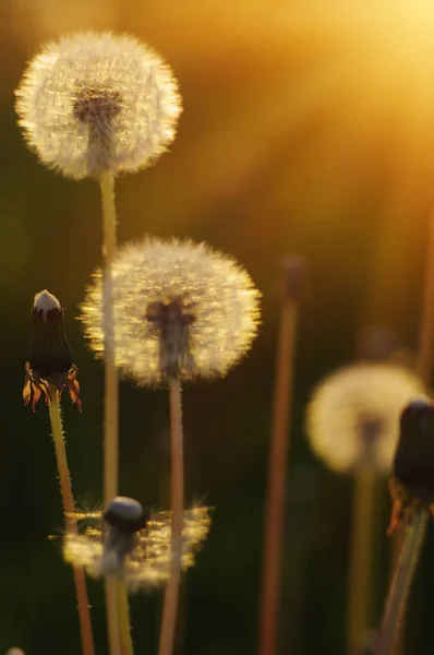 Löwenzahn Der Sonne Auf Dem Feld — Stockfoto