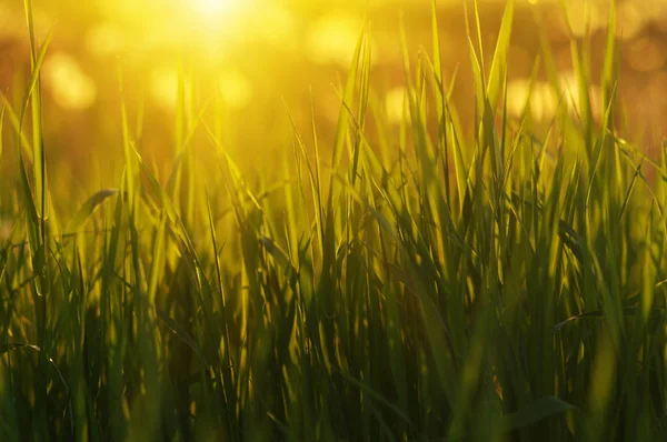 Grönt Gräs Bakgrund Med Solen Strålar Ljusa Naturliga Bokeh Mjukt — Stockfoto