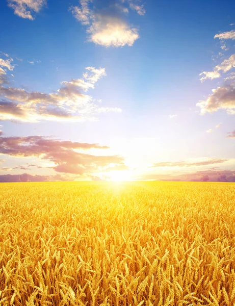 Weizenfeld Und Sonne Der Sonne — Stockfoto