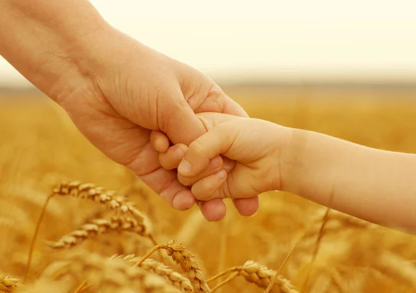 Руки Матери Дочери Держатся Друг Друга Пшеничном Поле — стоковое фото